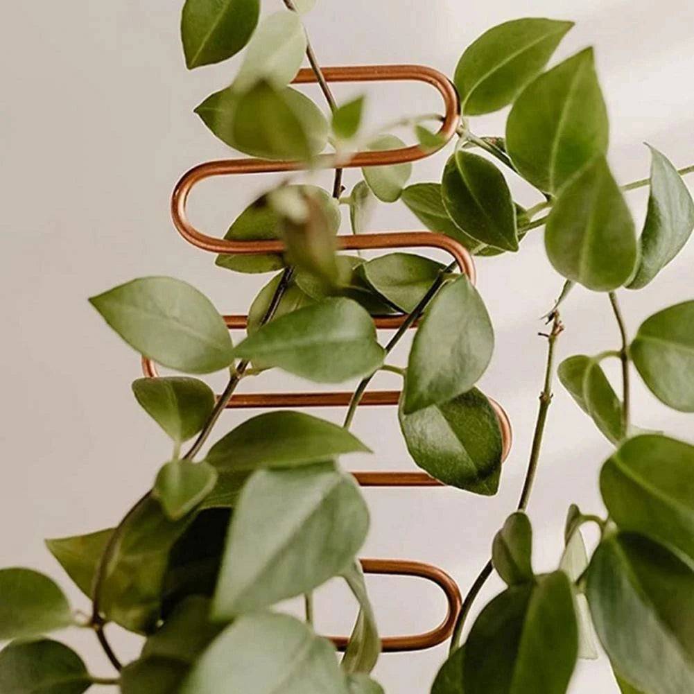 Support Metallique Pour Plante Grimpante - Mon Porte Plante