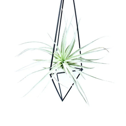Support Plante Plafond - Mon Porte Plante
