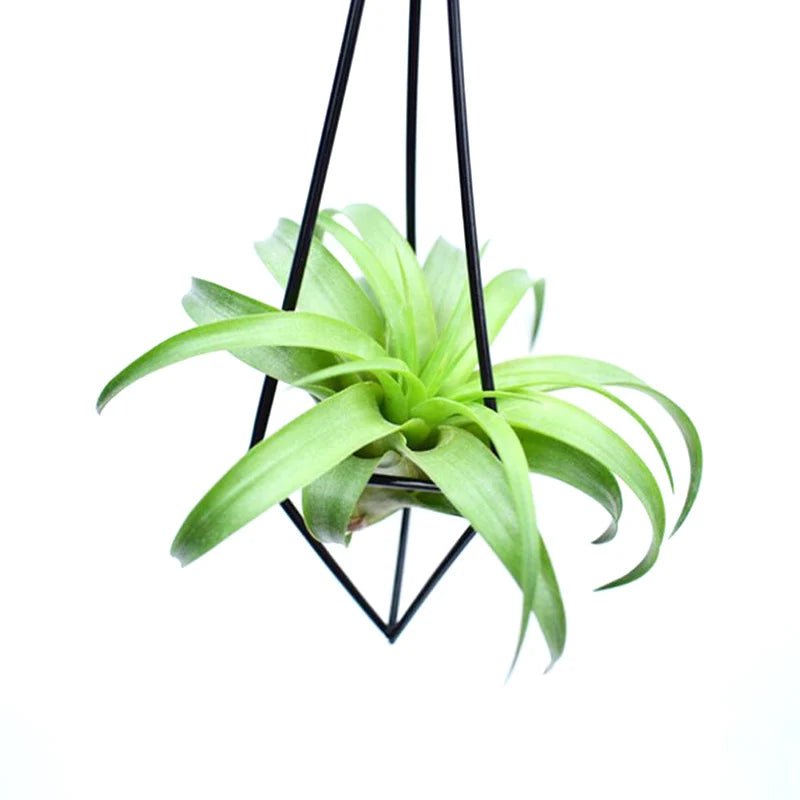 Support Plante Plafond - Mon Porte Plante