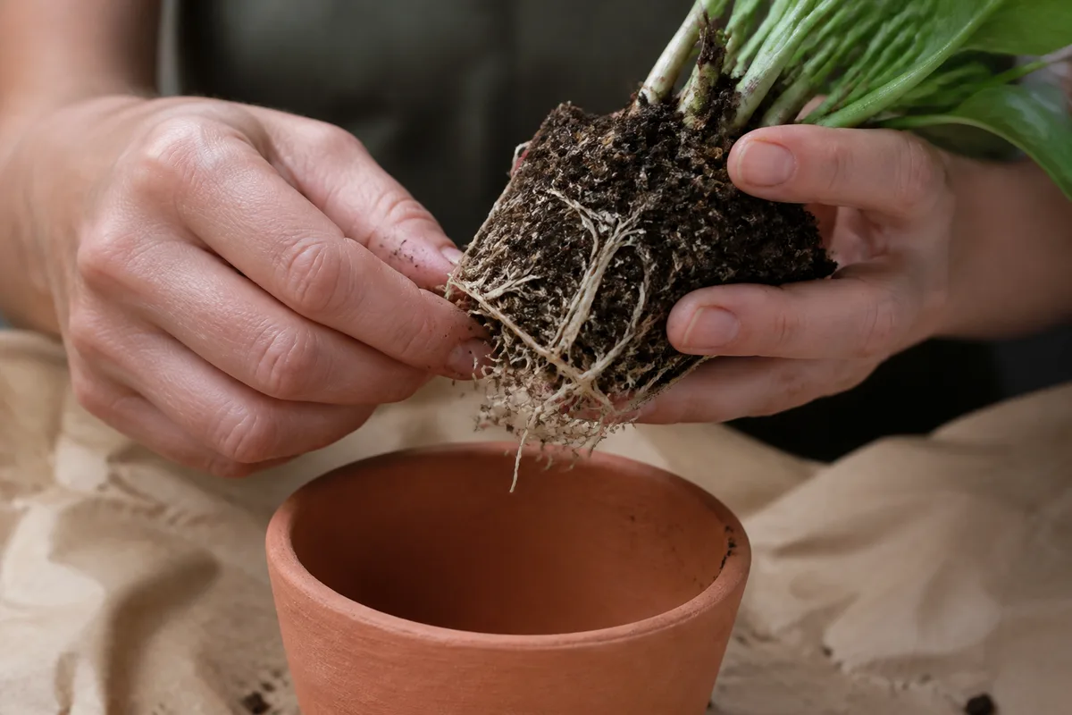 Gros plan sur des mains démêlant les racines blanches d&rsquo;une motte de plante verte au-dessus d&rsquo;un pot en terre cuite vide, sur une table protégée par du papier kraft, lumière douce